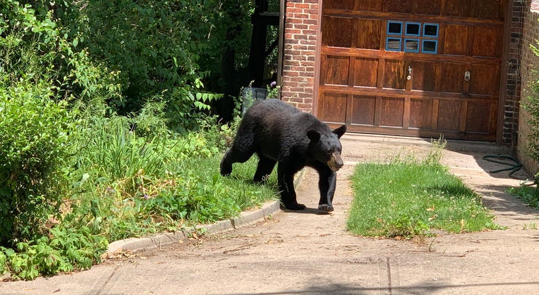 Black Bear in Highland Park