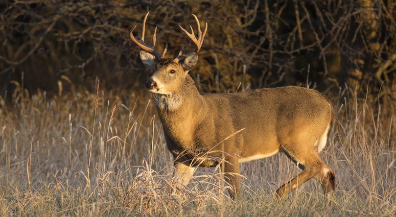 Buck Buck