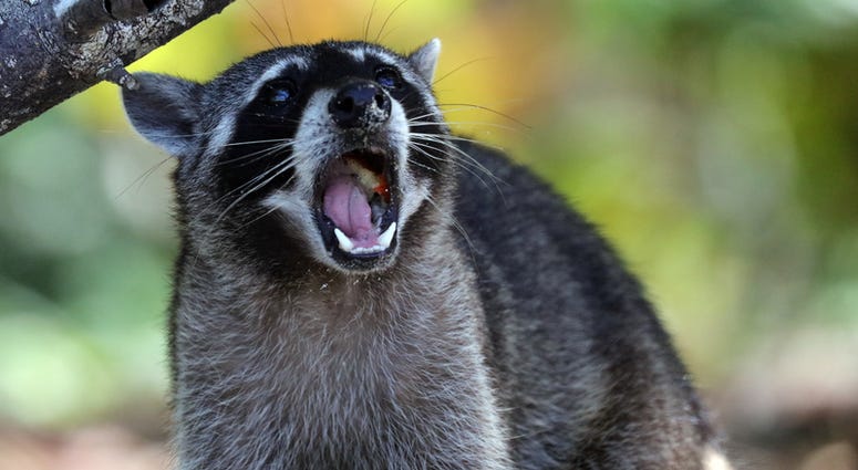 File Photo: Raccoon Raccoon