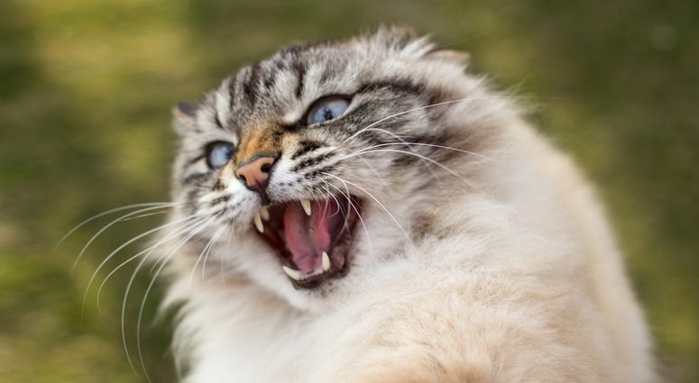 Feral cat with rabies