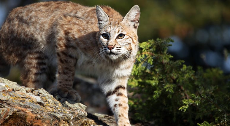 Bobcat Bobcat
