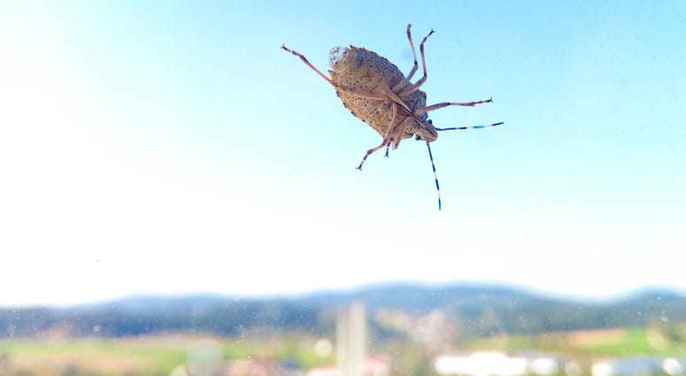 Stink Bug Stink Bug