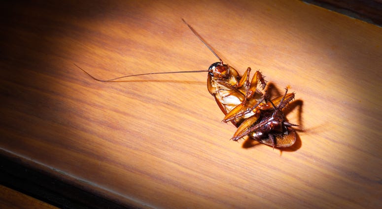 Cockroach Cockroach