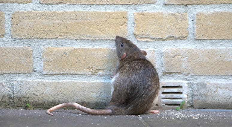 Rat