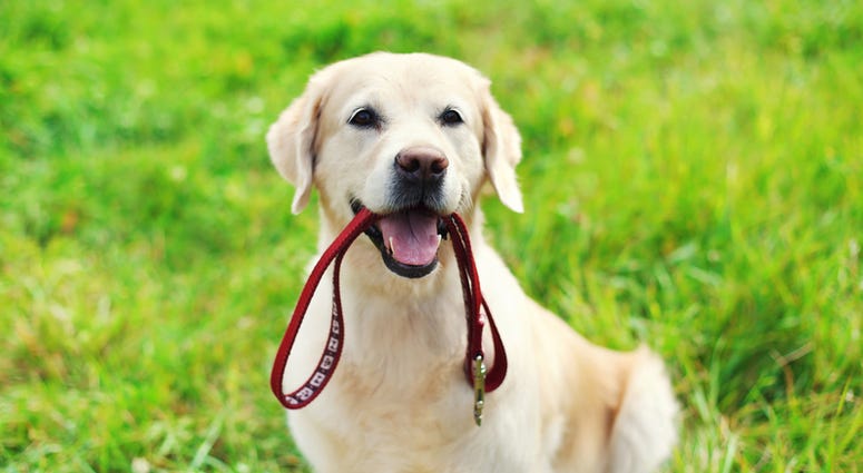 Dog with a leash Dog with leash