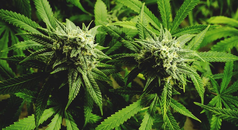 Marijuana plants Marijuana plants