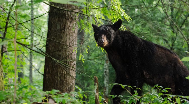File Photo: Black Bear Black Bear