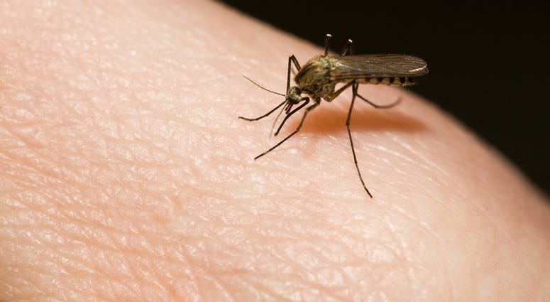 Mosquito