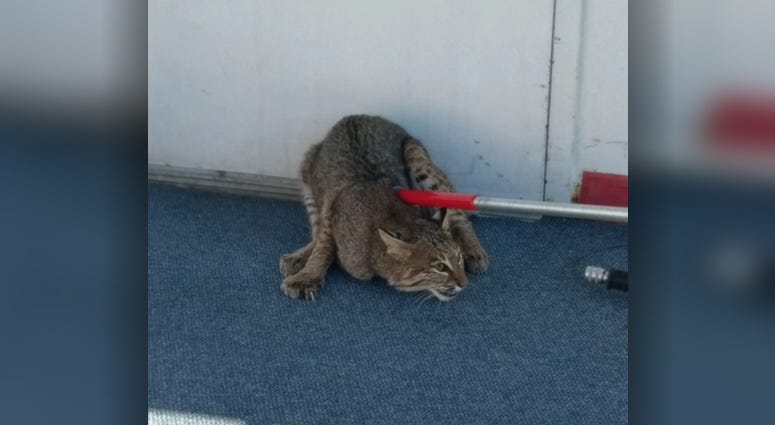 Bobcat on the Gateway Clipper Bobcat on the Gateway Clipper