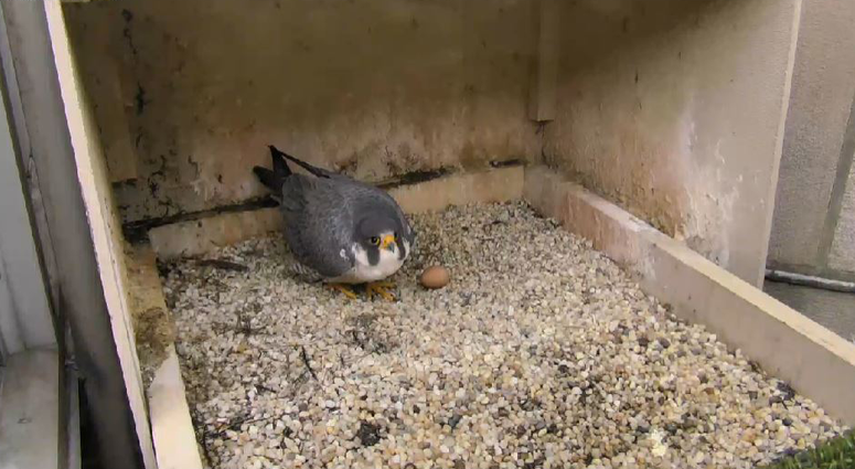 Peregrine Falcon Peregrine Falcon