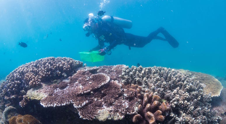 Coral reef Coral reef