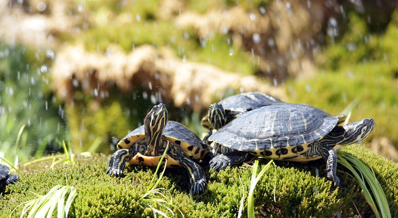 turtles turtles