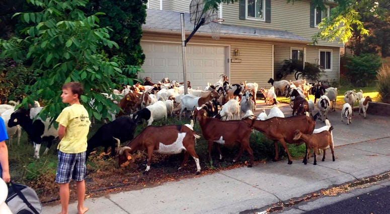 Scores of goats much on the flora and fauna in a residential area of Boise, Idaho, Friday, Aug 3, 2018. DO NOT USE