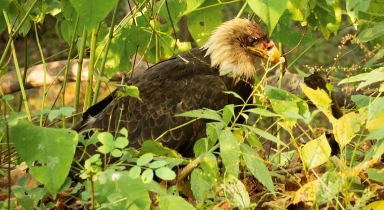Bald Eagle after it was shot