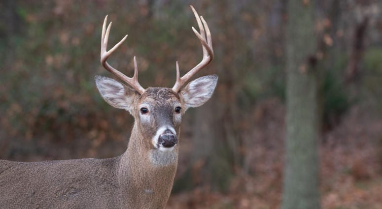 deer