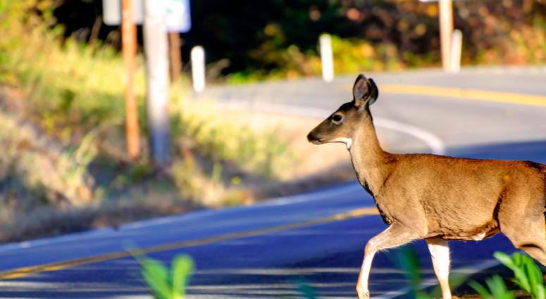 Deer Crossing the road
