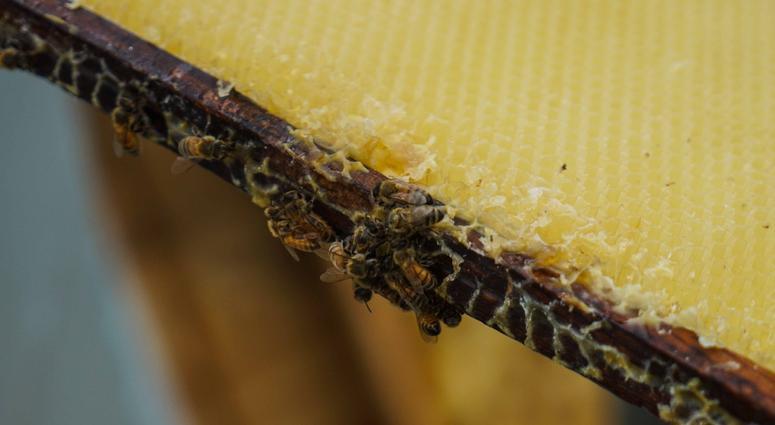 Bees buzz about on a frame Bees buzz about on a frame