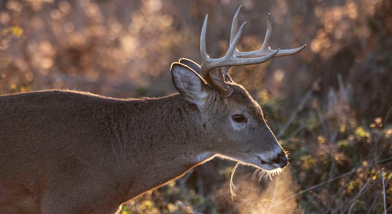 A buck wandering the PA woods