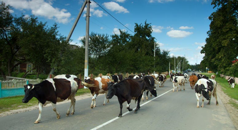 file photo: Cows on a road