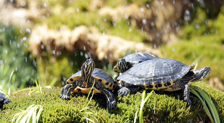 turtles turtles