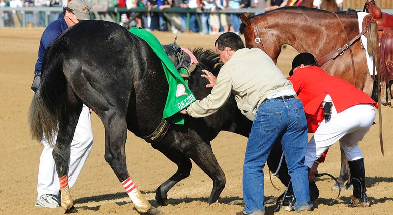 In this May 3, 2008, file photo, track personnel try to hold down Eight Belles after the 134th Kentucky Derby at Churchill Downs in Louisville, Ky. AP DO NOT USE