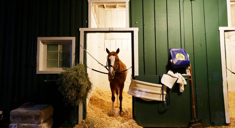 Improbable gets a morning snack as the field prepares for the running of the 144th Preakness horse race at Pimlico race track in Baltimore, Md., Saturday, May 18, 2019. Improbable gets a morning snack as the field prepares for the running of the 144th Preakness horse race at Pimlico race track in Baltimore, Md., Saturday, May 18, 2019.