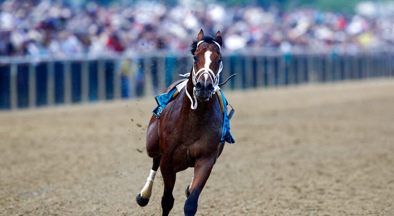Bodexpress runs in the 144th Preakness Stakes horse race without John Velazquez at Pimlico race course, Saturday, May 18, 2019, in Baltimore. War of Will, ridden by Tyler Gaffalione won. Bodexpress runs in the 144th Preakness Stakes horse race without John Velazquez at Pimlico race course, Saturday, May 18, 2019, in Baltimore. War of Will, ridden by Tyler Gaffalione won.