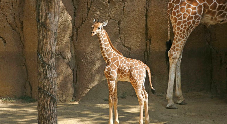 This May 24, 2018 photo shows Dallas Zoo's newest giraffe born April 25, makeing its first scheduled public appearance in Dallas. AP DO NOT USE