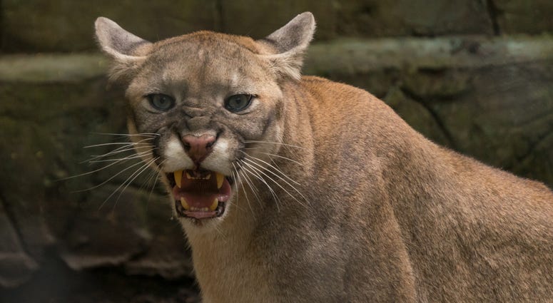 puma cougar angry Snarling puma cougar angry Snarling