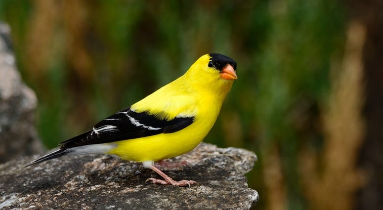 American Goldfinch American Goldfinch