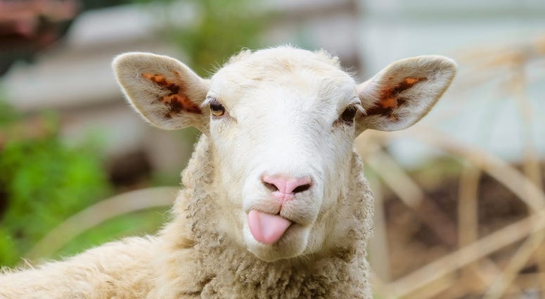 sheep sheep