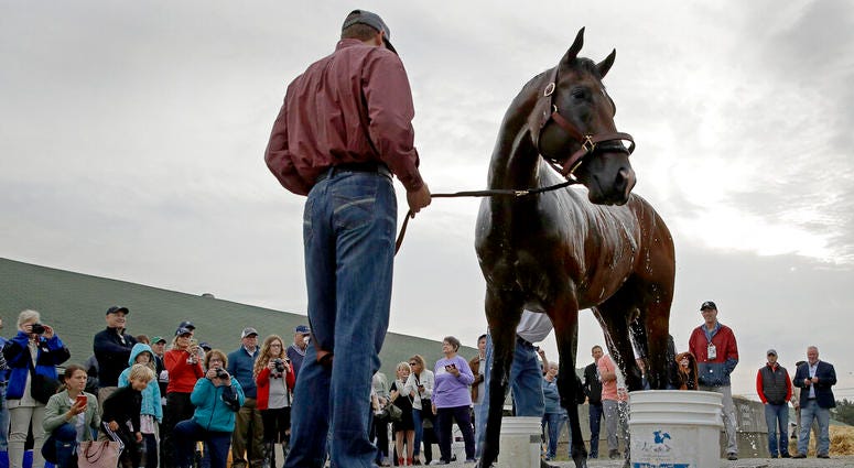 Kentucky Derby hopeful Omaha Beach gets a bath after a workout at Churchill Downs Tuesday, April 30, 2019, in Louisville, Ky. The 145th running of the Kentucky Derby is scheduled for Saturday, May 4. AP DO NOT USE