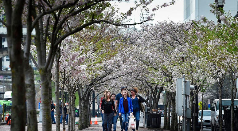 Pedestrians make their way through a row of Cherry trees at Riverfront Park along First Ave. North in Nashville, Tenn Pedestrians make their way through a row of Cherry trees at Riverfront Park along First Ave. North in Nashville, Tenn