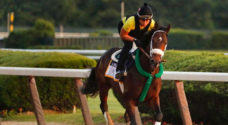 Belmont Stakes hopeful Bravazo works out on the main track at Belmont Park, DO NOT USE
