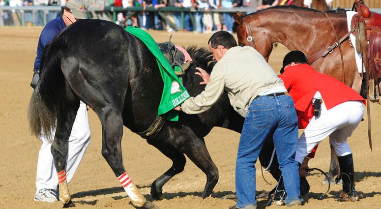 In this May 3, 2008, file photo, track personnel try to hold down Eight Belles after the 134th Kentucky Derby at Churchill Downs in Louisville, Ky. AP DO NOT USE