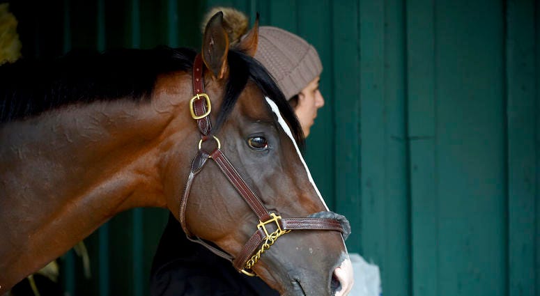 Preakness contender War of Will is led through the barn, Tuesday, May 14, 2019, at Pimlico Race Course in Baltimore. The Preakness Stakes horse race is scheduled to take place Saturday, May 18. Preakness contender War of Will is led through the barn, Tuesday, May 14, 2019, at Pimlico Race Course in Baltimore. The Preakness Stakes horse race is scheduled to take place Saturday, May 18.