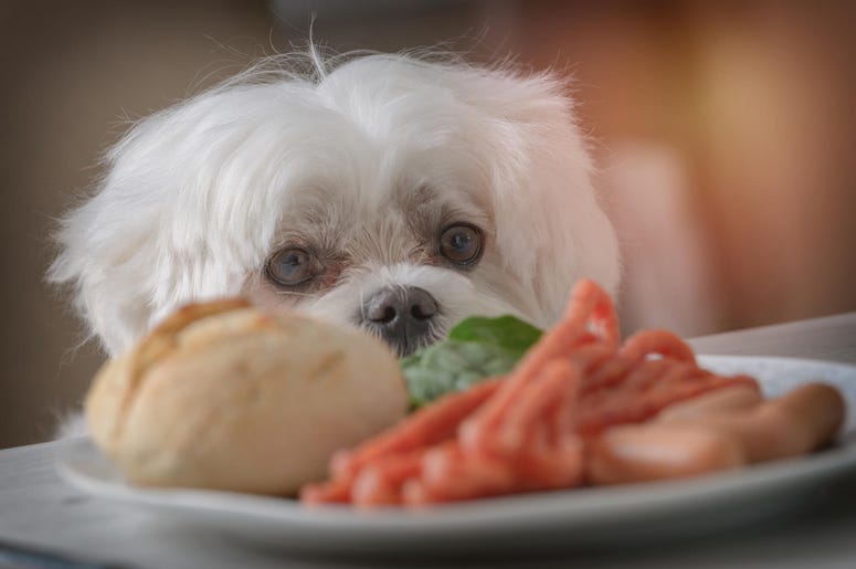 Cute dog asking for food. Maltese, dinner. Cute dog asking for food. Maltese, dinner.