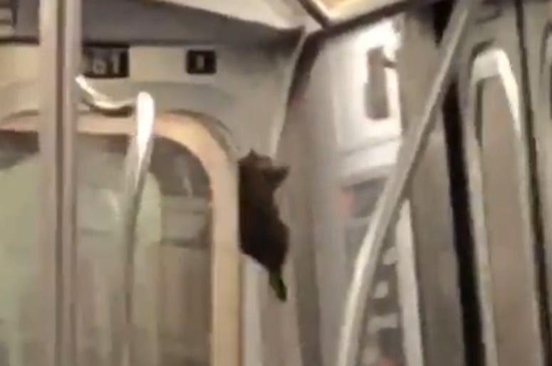 A rat sliding down a pole in a New York subway car