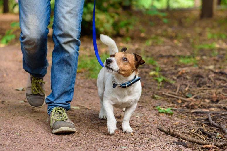 New dog walking advice
