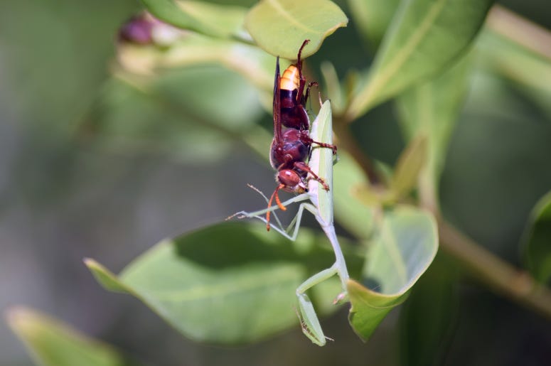 Murder Hornets