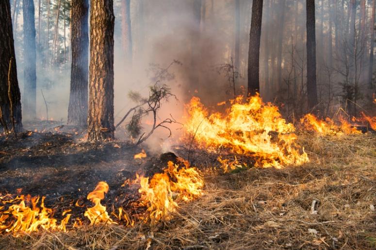 forest fire