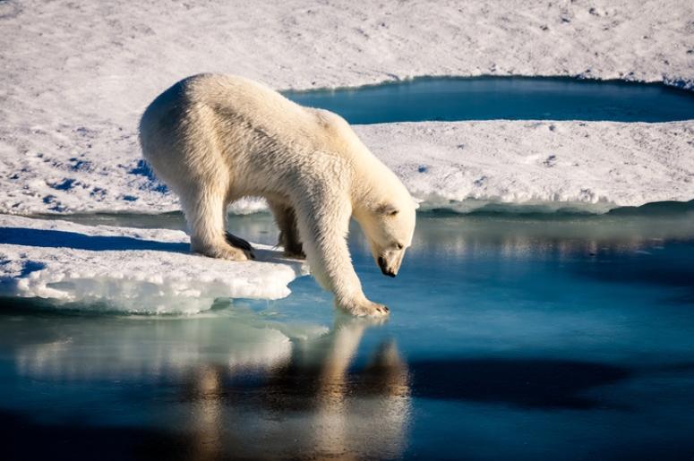 polar bear stepping off ice