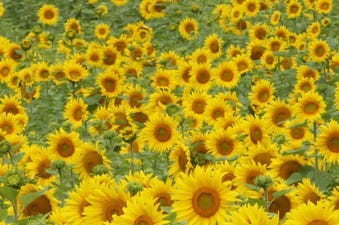 Sunflowers at Columbia Bottom Conservation Area