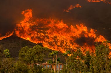 Wildfire