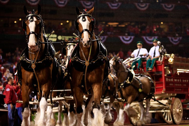 Budweiser Clydesdales Budweiser Clydesdales