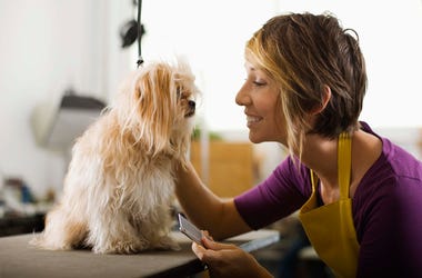 Dog Groomer
