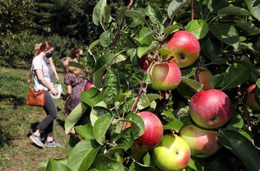 apple picking