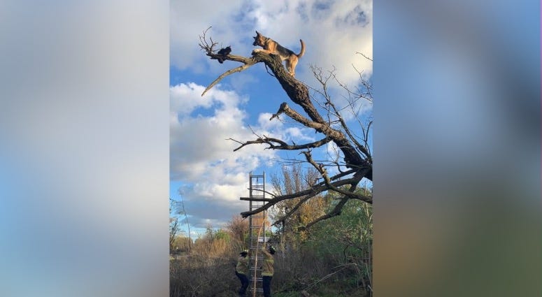 dog in tree