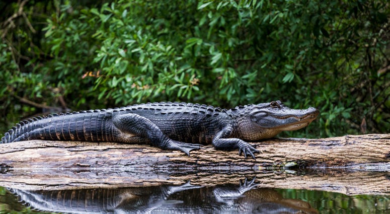 gator