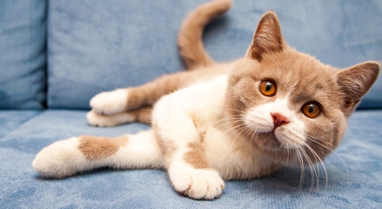 dgs cat